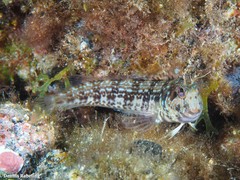 Parablennius goreensis