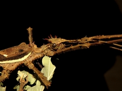 Heteropteryx dilatata
