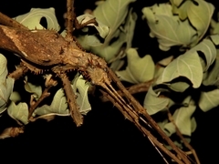 Heteropteryx dilatata