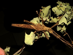 Heteropteryx dilatata