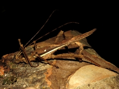 Heteropteryx dilatata