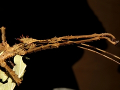 Heteropteryx dilatata