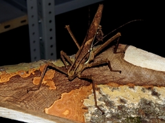 Heteropteryx dilatata