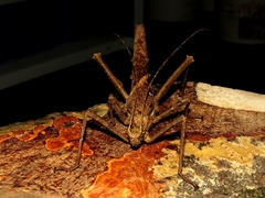 Heteropteryx dilatata