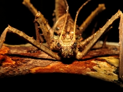 Heteropteryx dilatata