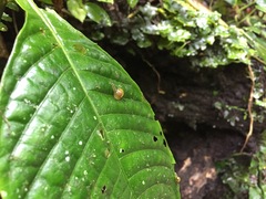 Ovachlamys fulgens