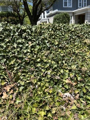 Hedera