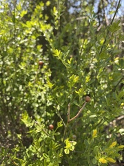 Chrysojasminum fruticans