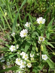 Cerastium nemorale