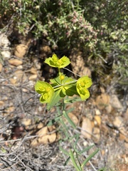 Euphorbia serrata