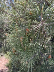 Pinus halepensis
