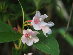 Weigela hortensis