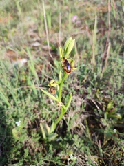 Ophrys speculum speculum
