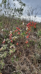 Sageretia elegans