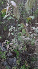 Sageretia elegans