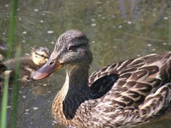 Anas platyrhynchos