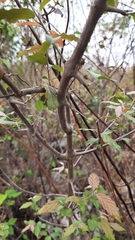 Sageretia elegans