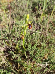 Ophrys speculum speculum