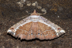 Zurobata vacillans