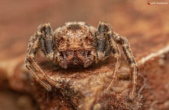 Holopelus albibarbis