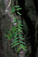Secamone filiformis