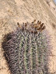 Ferocactus wislizeni