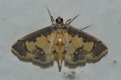 Nistra coelatalis