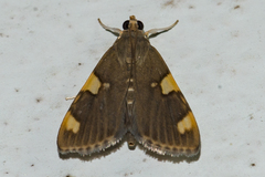 Rehimena