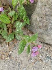 Pulmonaria affinis