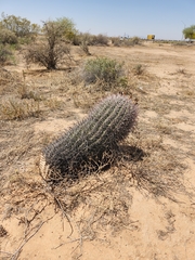 Ferocactus wislizeni