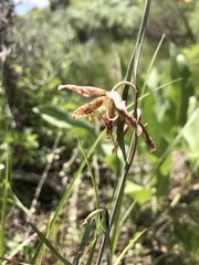 Fritillaria atropurpurea