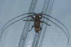 Acalolepta