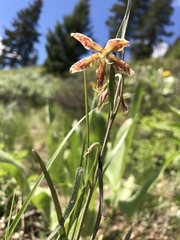 Fritillaria atropurpurea