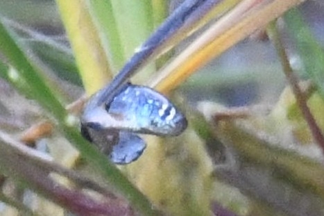 Paraphanius striptus