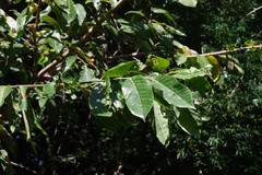 Bridelia micrantha