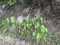 Sagittaria latifolia image