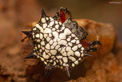 Isoxya cicatricosa