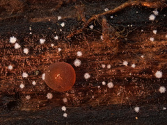 Seticyphella niveola