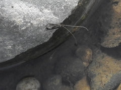 Mystacides sepulchralis