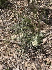 Antennaria microphylla