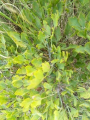 Notobubon galbanum
