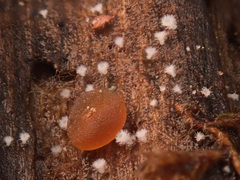 Seticyphella niveola