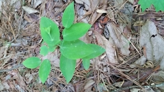 Uvularia perfoliata