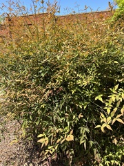 Nandina domestica