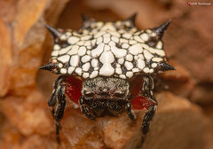 Isoxya cicatricosa