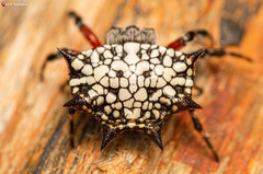 Isoxya cicatricosa