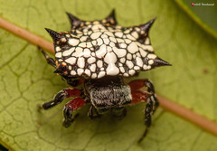 Isoxya cicatricosa