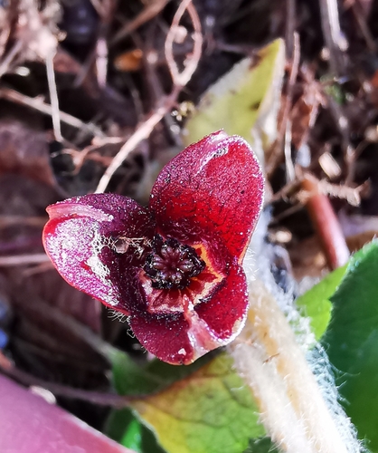 Asarum europaeum