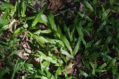 Dactyloctenium australe