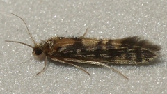 Agraylea multipunctata